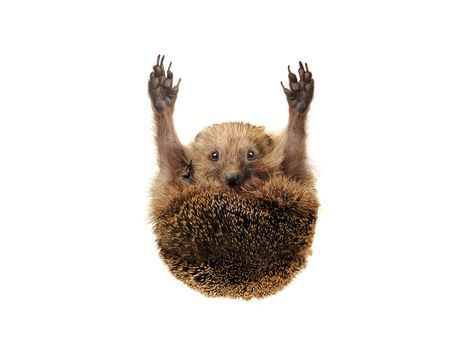 Standing hedgehog on a white background