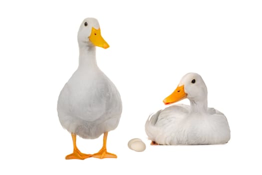 two duck on a white background           