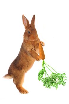 Rabbit with carrot in paws �n a white background
