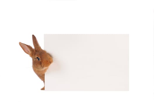 Rabbit with sheet for a text writing