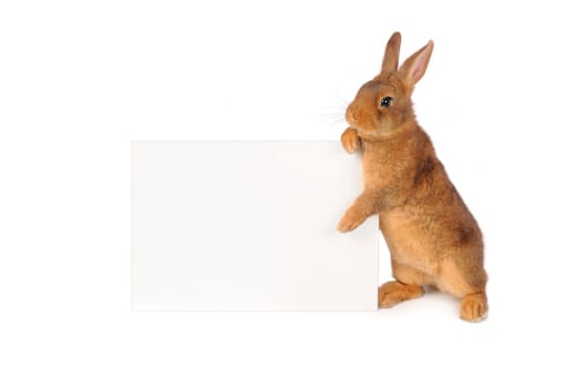 Rabbit with sheet for a text writing