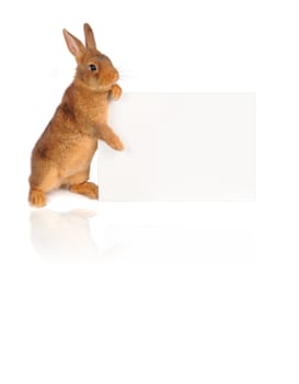 Rabbit with sheet for a text writing