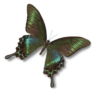 Tropical butterfly isolated on white