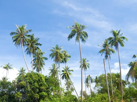 Coconut trees with blue sky