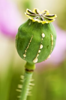 Poppy with milk