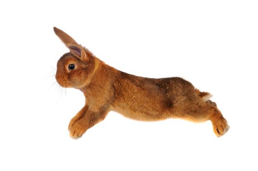 brown rabbit  jump on white background