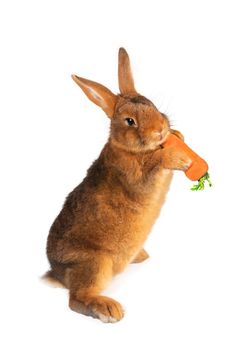 Rabbit with carrot in paws �n a white background