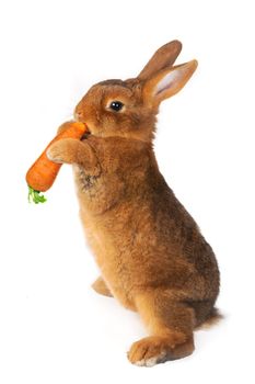 Rabbit with carrot in paws �n a white background
