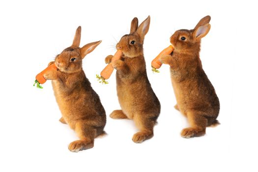three rabbit with carrot in paws �n a white background
