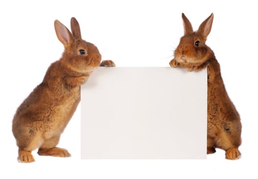  two rabbit with sheet for a text writing
