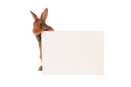 Rabbit with sheet for a text writing