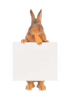 Rabbit with sheet for a text writing