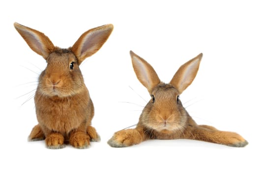  two brown rabbit on white background