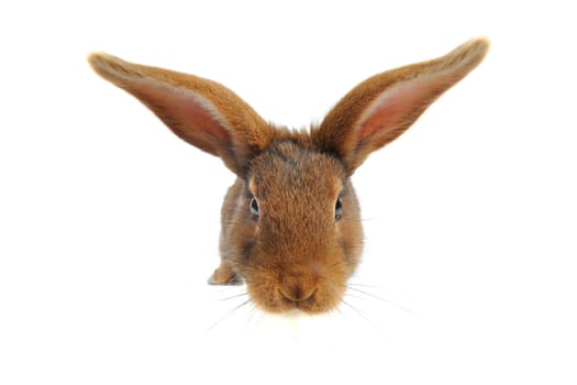 Brown Rabbit on white background