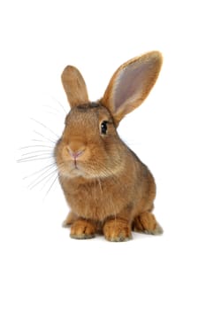 Brown Rabbit on white background