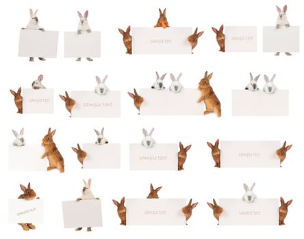  rabbit  with a white background for text drawing