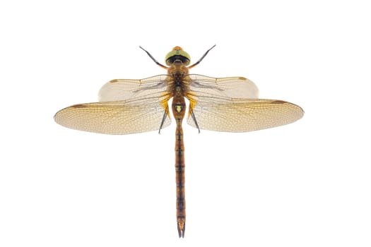 dragonfly isolated on a white background