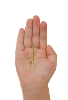 Growing green plant in a children's hand isolated on white background