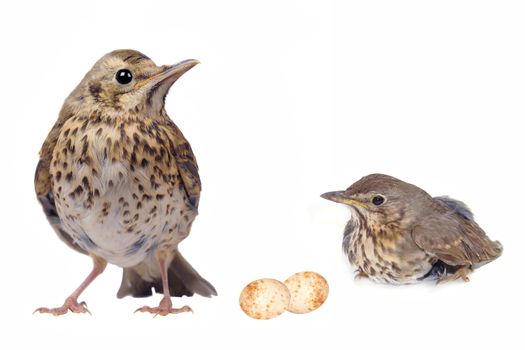 song thrush  on a white background