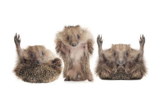 Standing hedgehog on a white background
