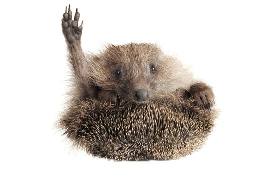 Standing hedgehog on a white background