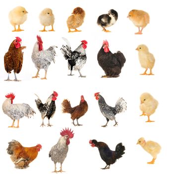cock on a white background                               
