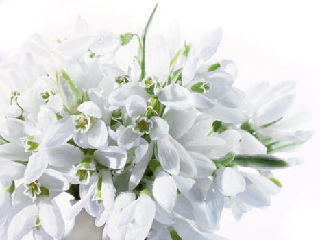 Snowdrop �n a green background