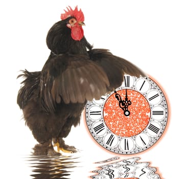  black cock on a white background