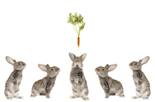 Five grey  rabbit on  a white background