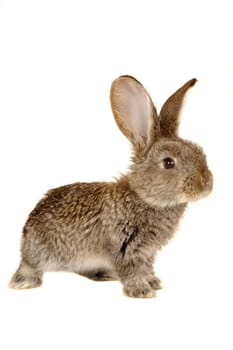 brown rabbit �n a white background