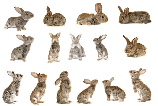 grey rabbit �n a white background