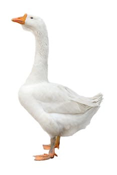 goose on a white background