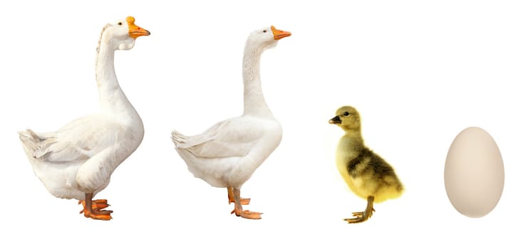 farm birds goose on a white background