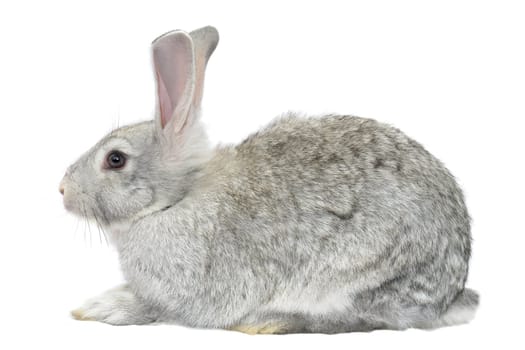 grey rabbit �n a white background