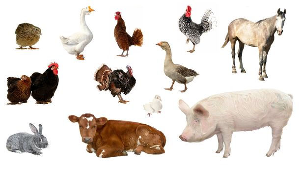 livestock on a white background