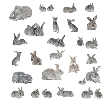 grey rabbits on a white background