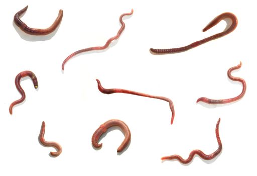 Worm  �n a white background
