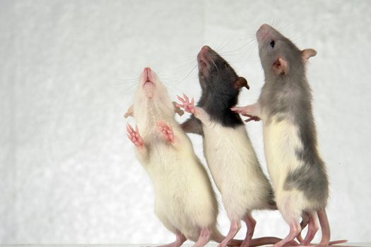 Rats on a white background                                 