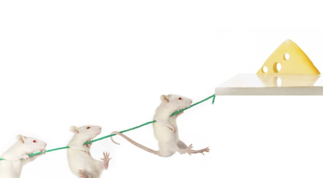 Rat on a white background  