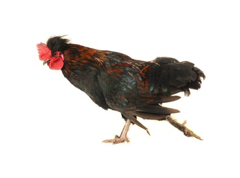 cock on a white background                               