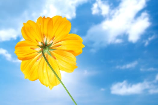 single yellow flower of cosmos with blue sky