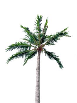 Coconut trees isolate on white background