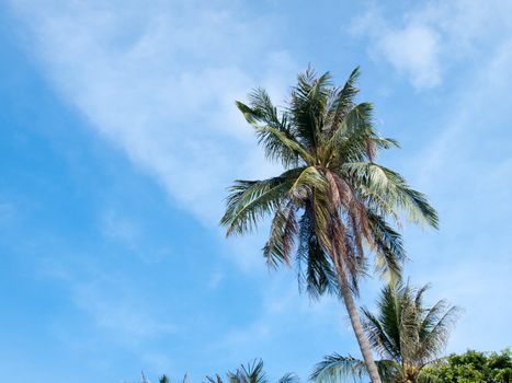 Coconut trees with blue sky