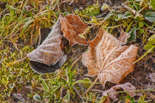 Frost Covered Maple Leaf on a Grassy Background