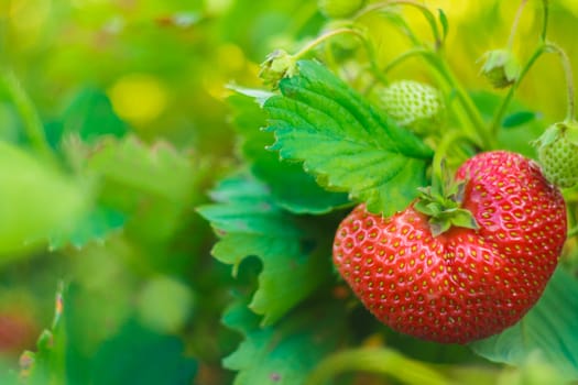 Strawberry Berry Growing In Natural Environment. Macro Close-Up.