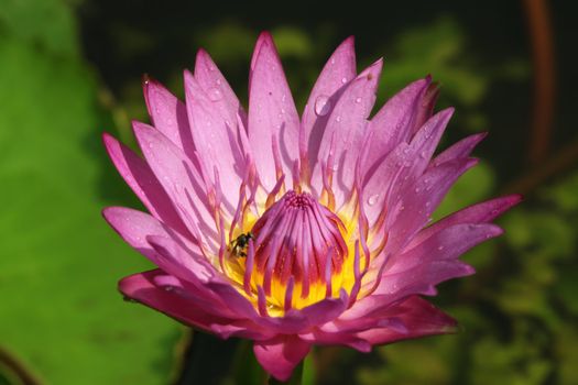 Pink Water Lily lotus with water drop using in Spa