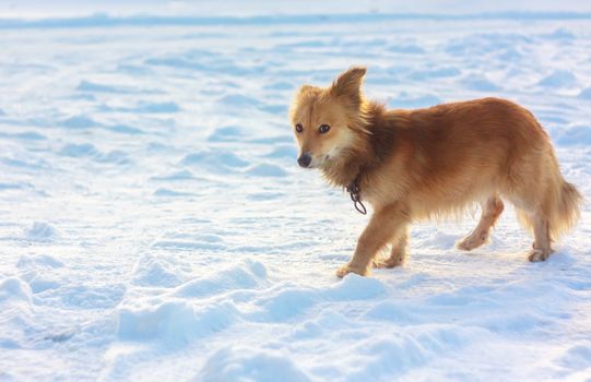 Portrait Of A Stray Dog In The Snow