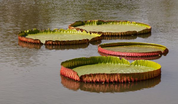 Lotus leaf characteristics and bloom will be larger