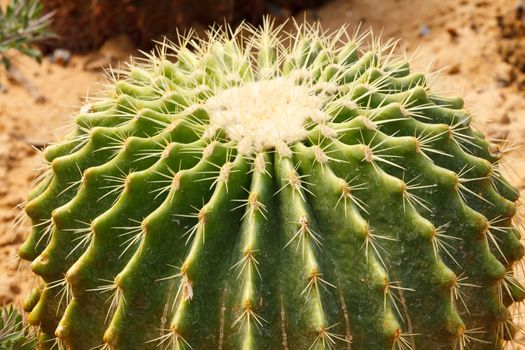 Detail of cactus growing in the garden.