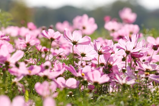 Blossom pink flower in a beautiful day.